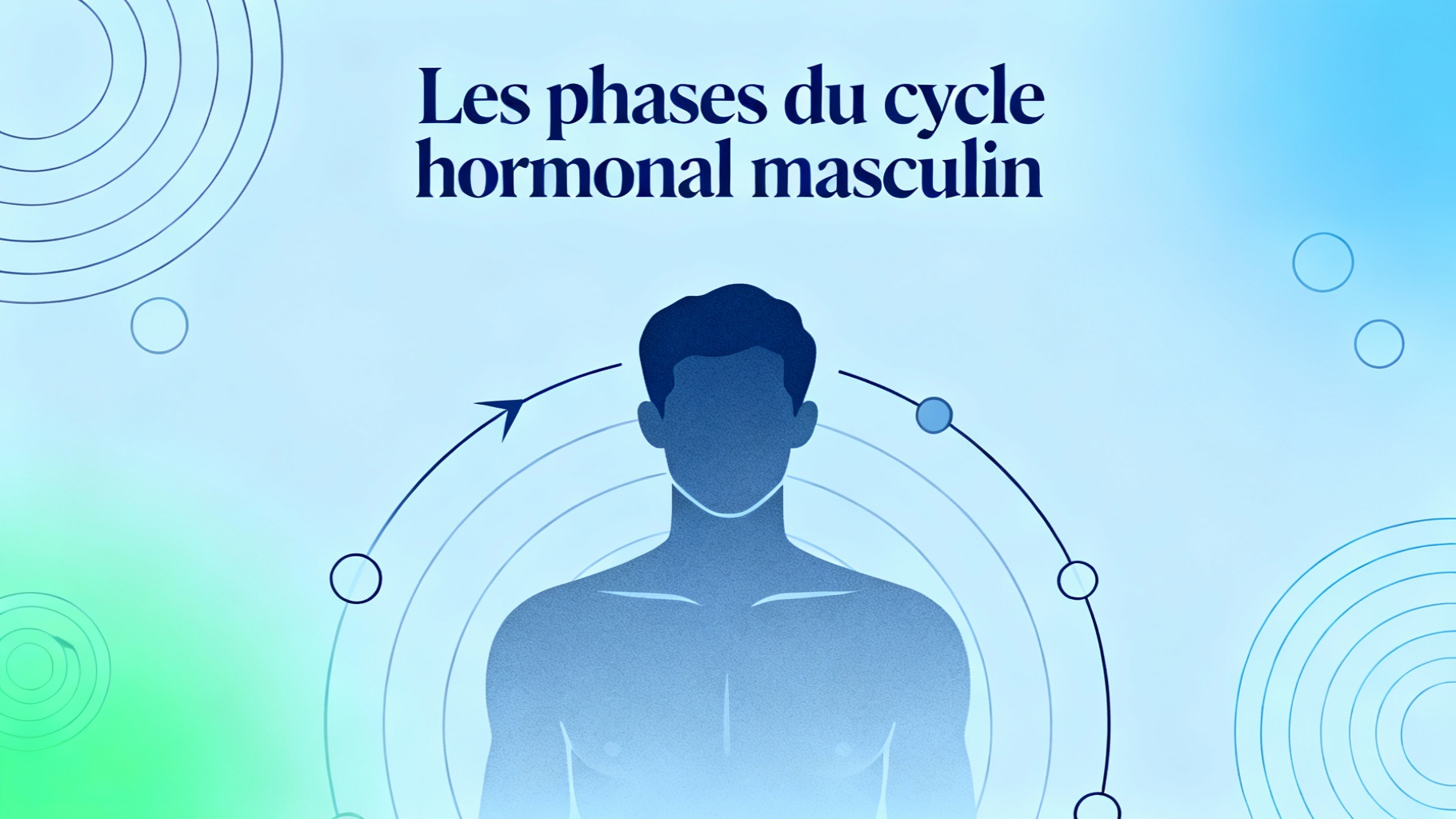 Les phases du cycle hormonal masculin